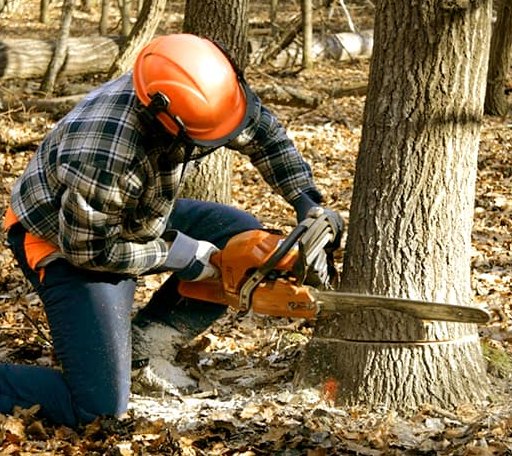 Tree Removal in Palmyra, MI
